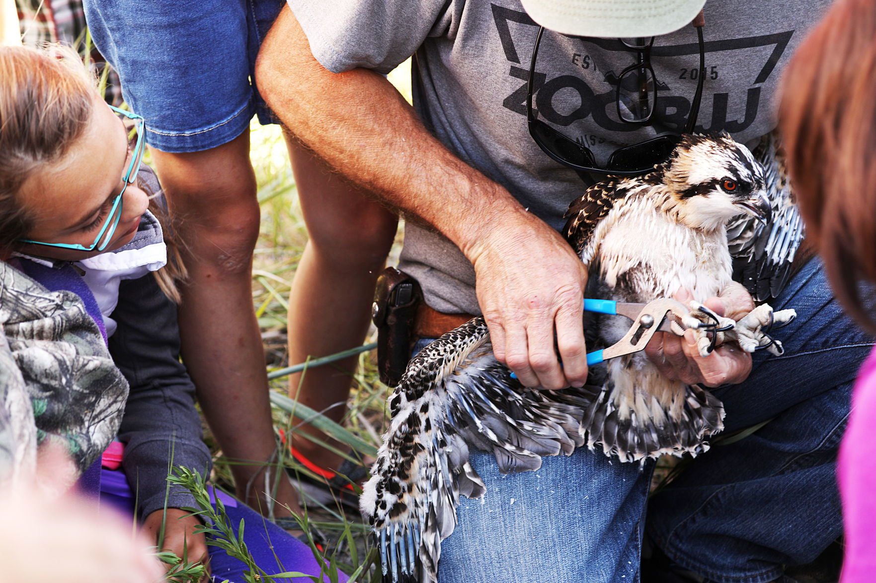 Osprey chicks teach lessons about reclaimed landscape